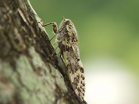 そういえば今年の夏はセミが鳴かない 2chなどで不安の声 教えて君 Net